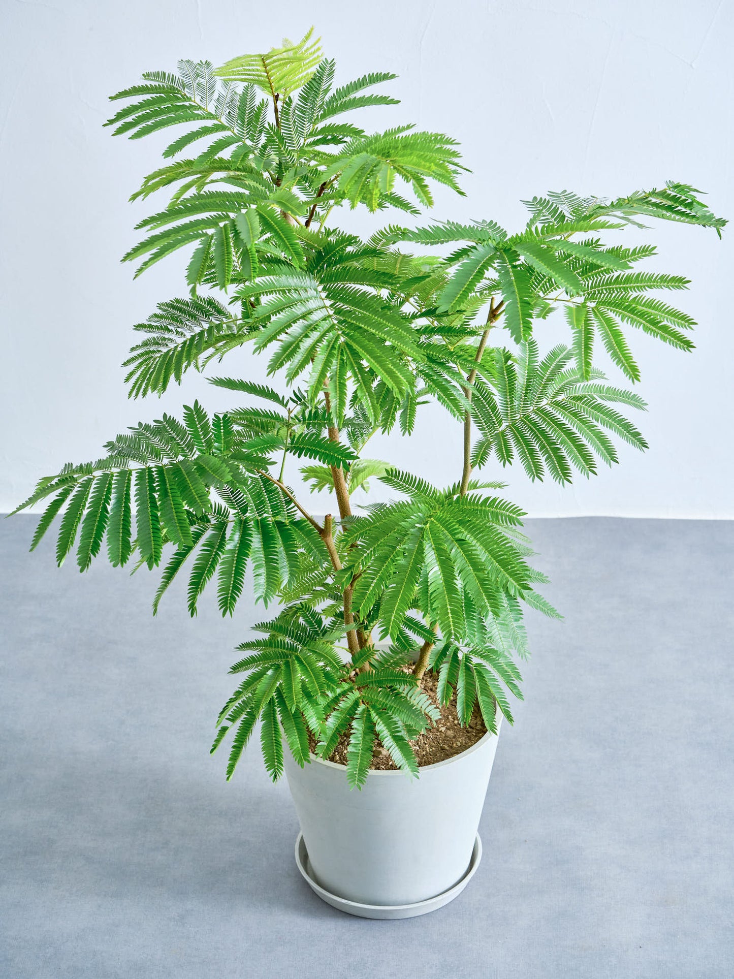 エバーフレッシュ M