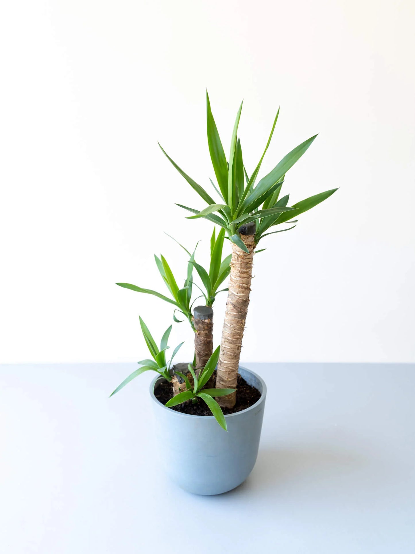 ユッカ・エレファンティペス M