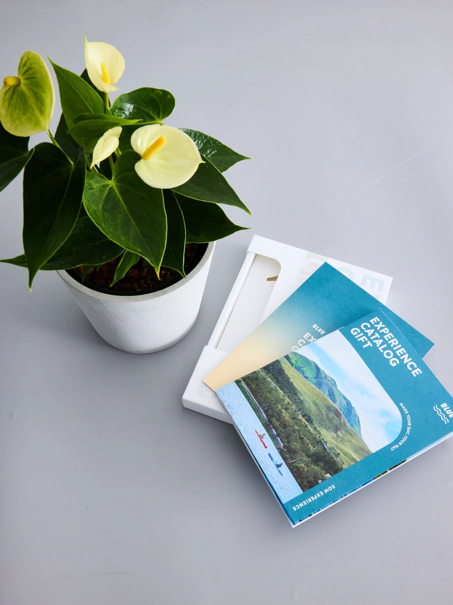 Coffeeギフトセット(アンスリウム ホワイトM)