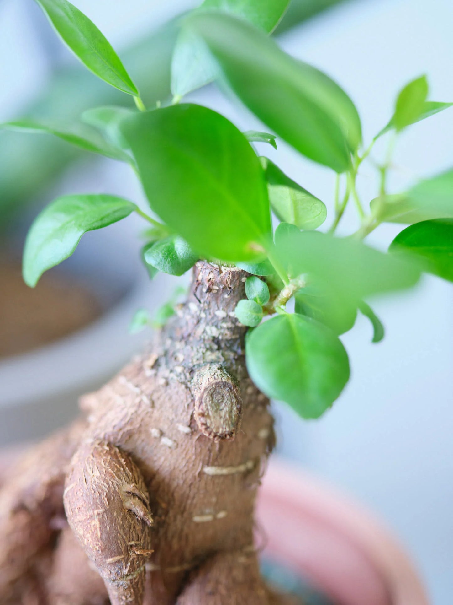 テーブルプランツ 初心者セット